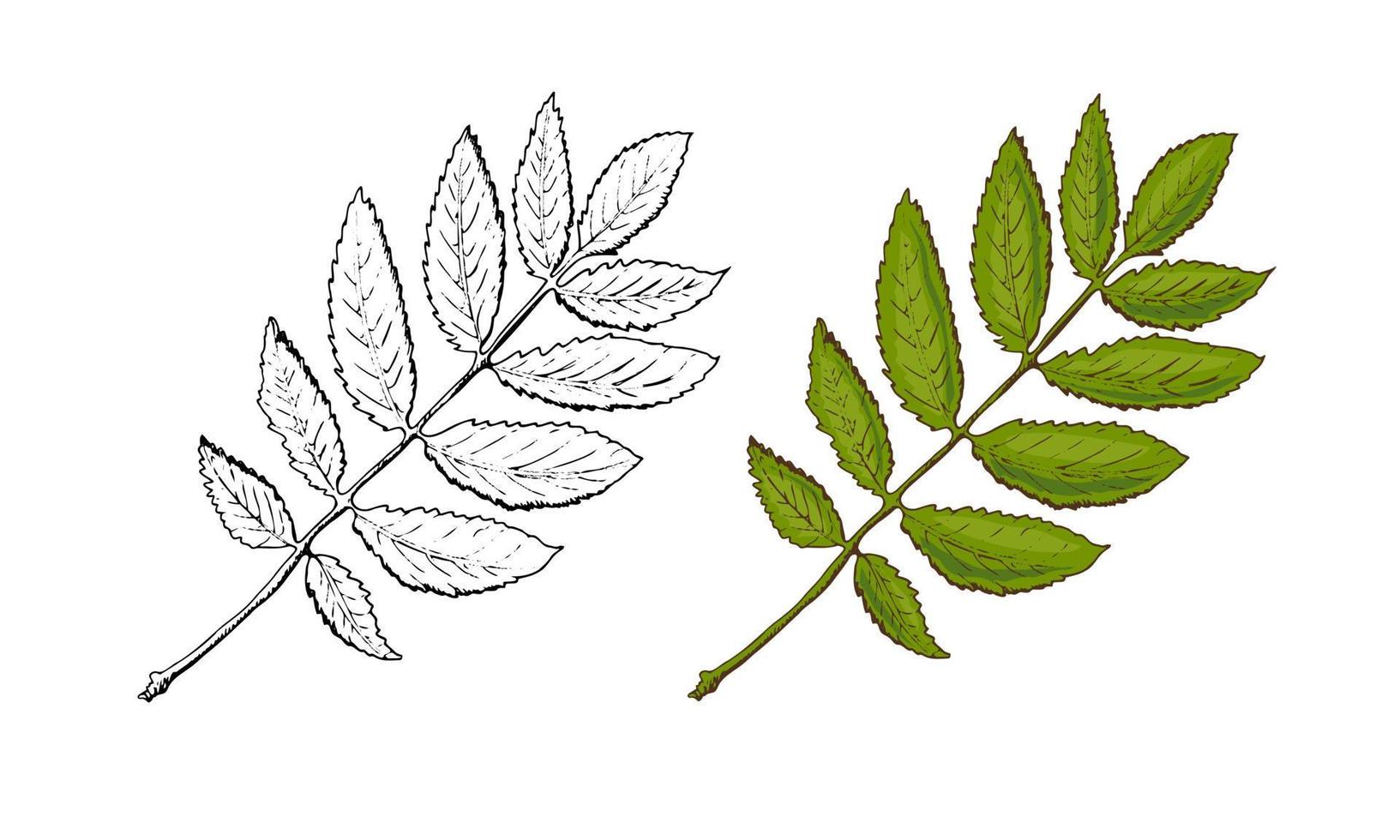 Vector hand-drawn a rowan leaf illustration. A detailed sketch of a leaf in the retro style. Vintage sketch element for the design of labels, packaging and postcards.