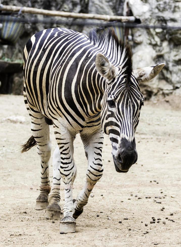 Semental cebra común corriendo zoo foto