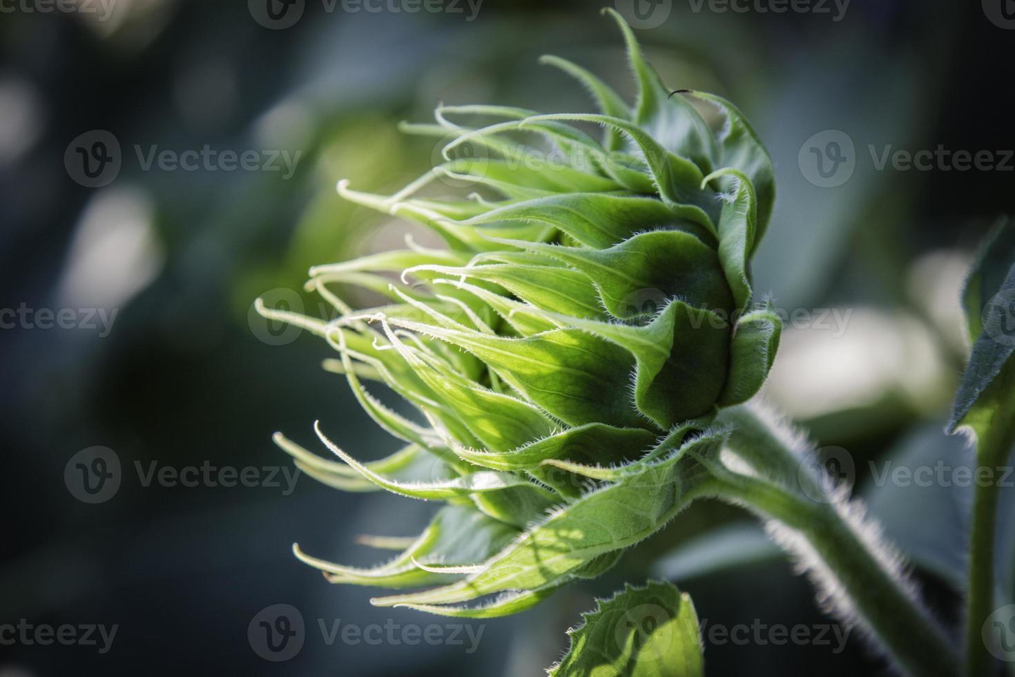 Flowers in the design of natural dark tones. photo