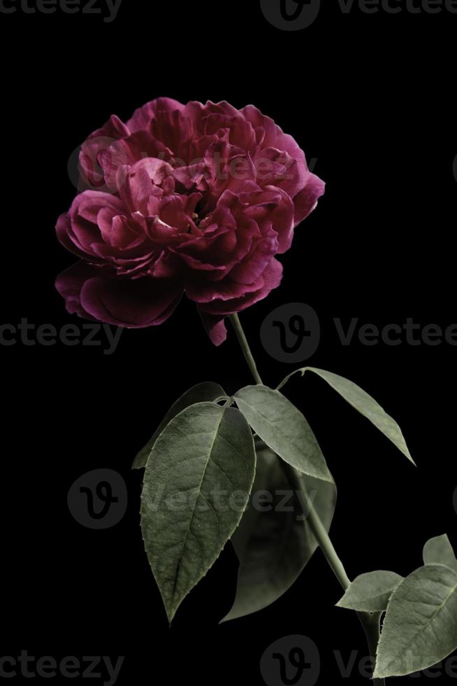 Rose Flowers in the design of natural dark tones. photo