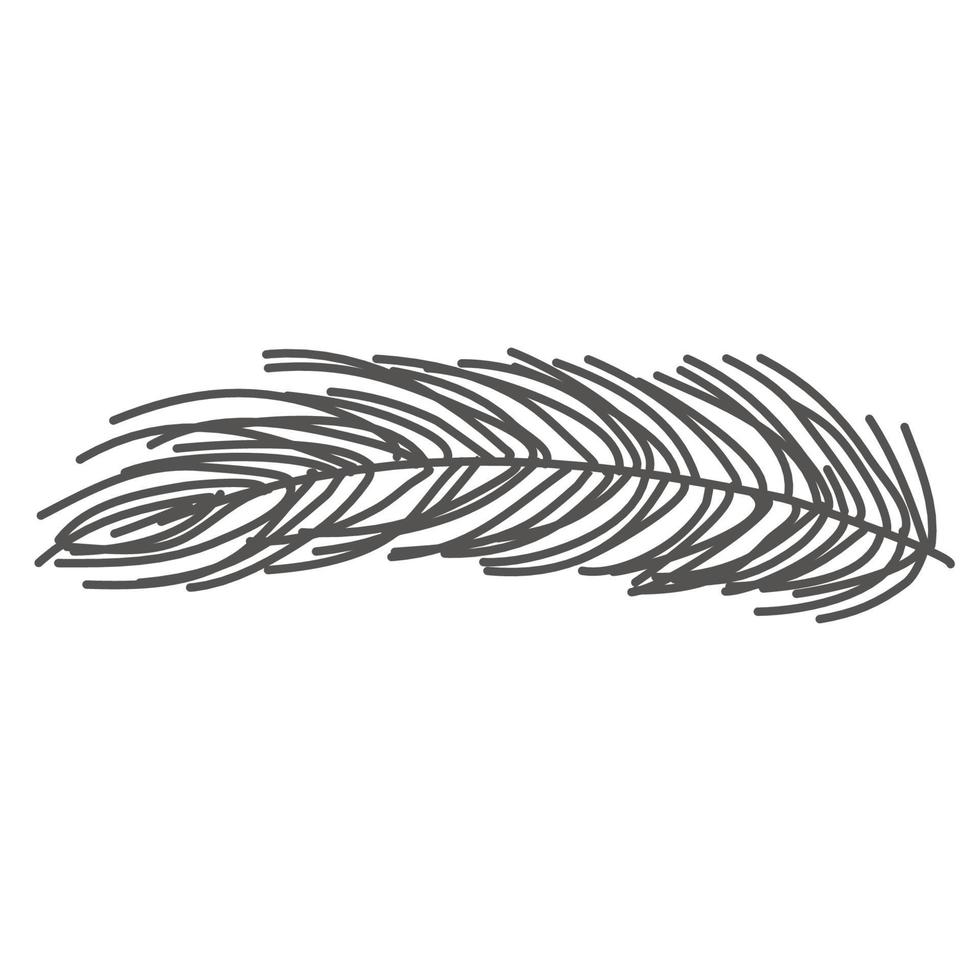 hand drawn pine branch, spruce vector