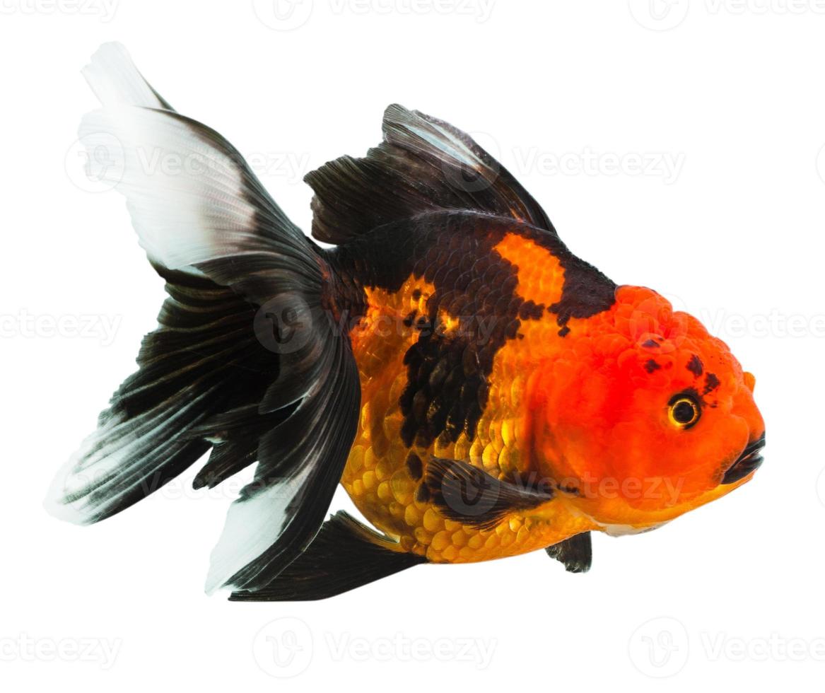 orange black goldfish photo