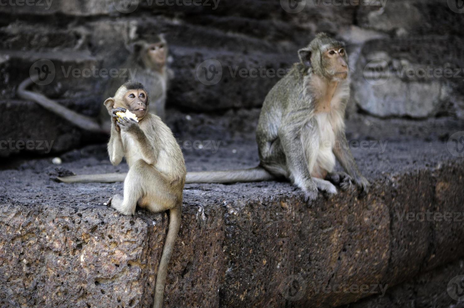 monkey in front of temple in Lopburi photo