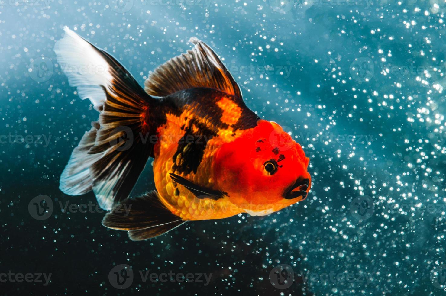 orange black goldfish photo