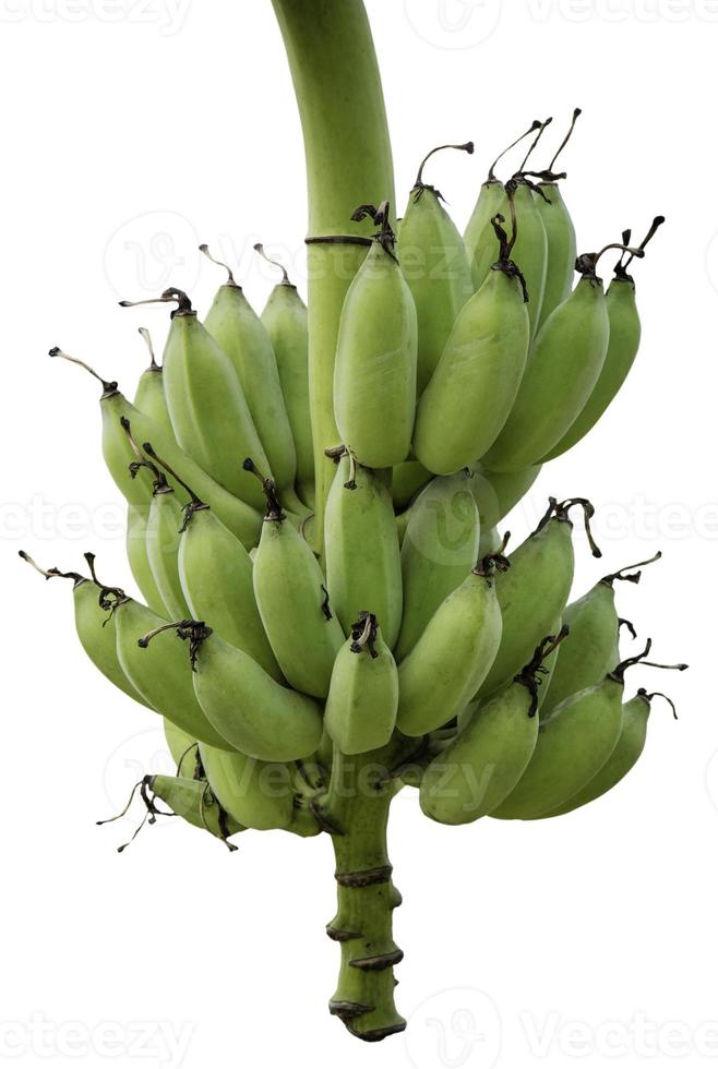 plátanos verdes en la jungla de cerca foto