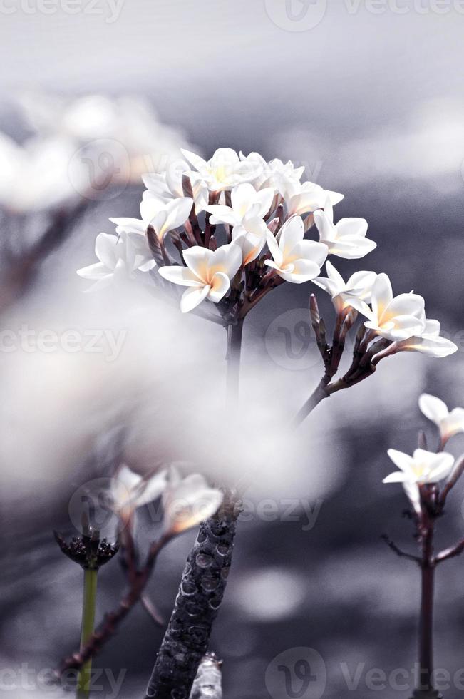 diseño floral negro vintage hermosas flores hechas con filtros de color foto