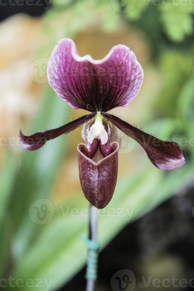 Orchid flower bloom with soft focus photo