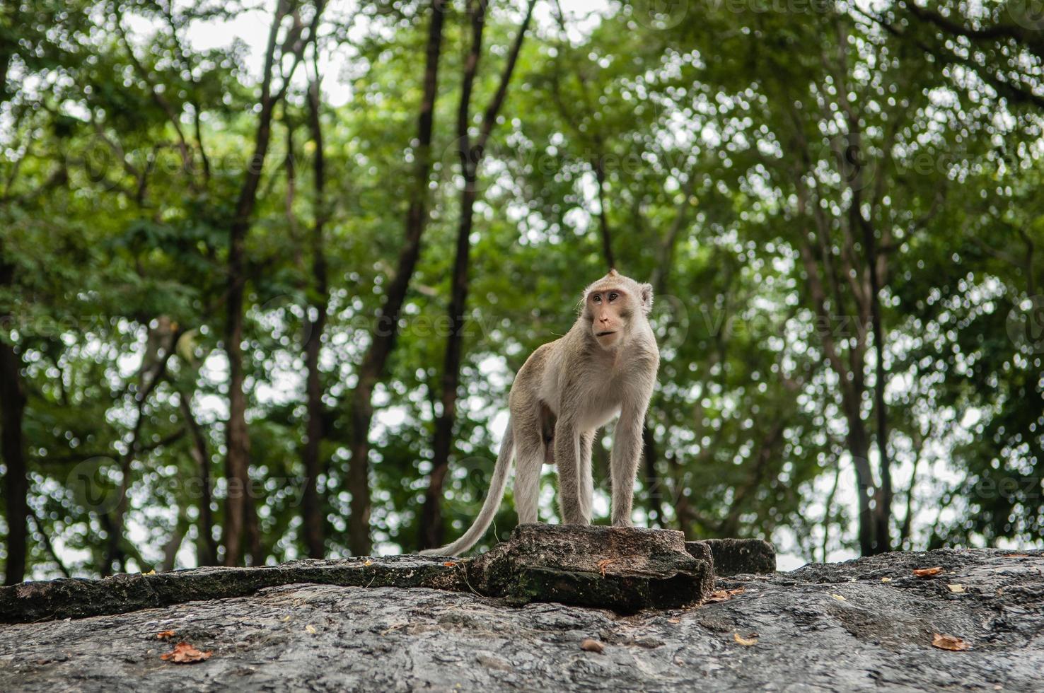 monkey sits on the stone and eats photo