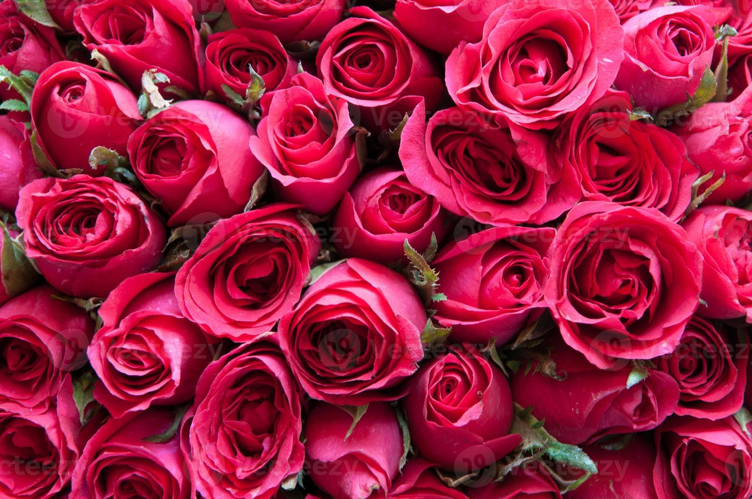 Natural roses background photo