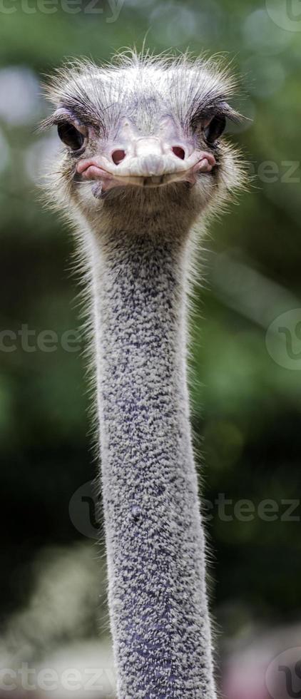 The Ostrich or Common Ostrich  is either one or two species of large flightless photo