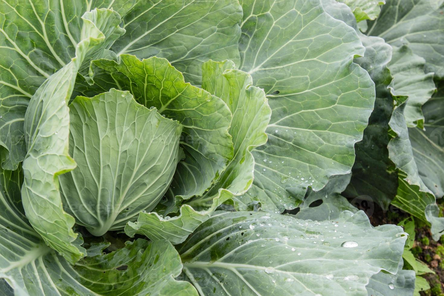 Freshly harvested cabbage photo