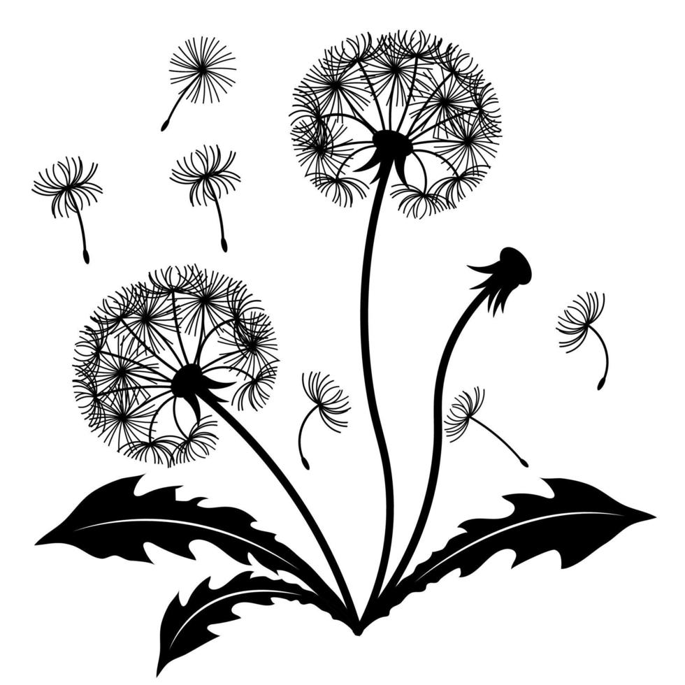 Dandelion bush with leaves. The design element is separated from the background. Vector black and white illustration, silhouette.