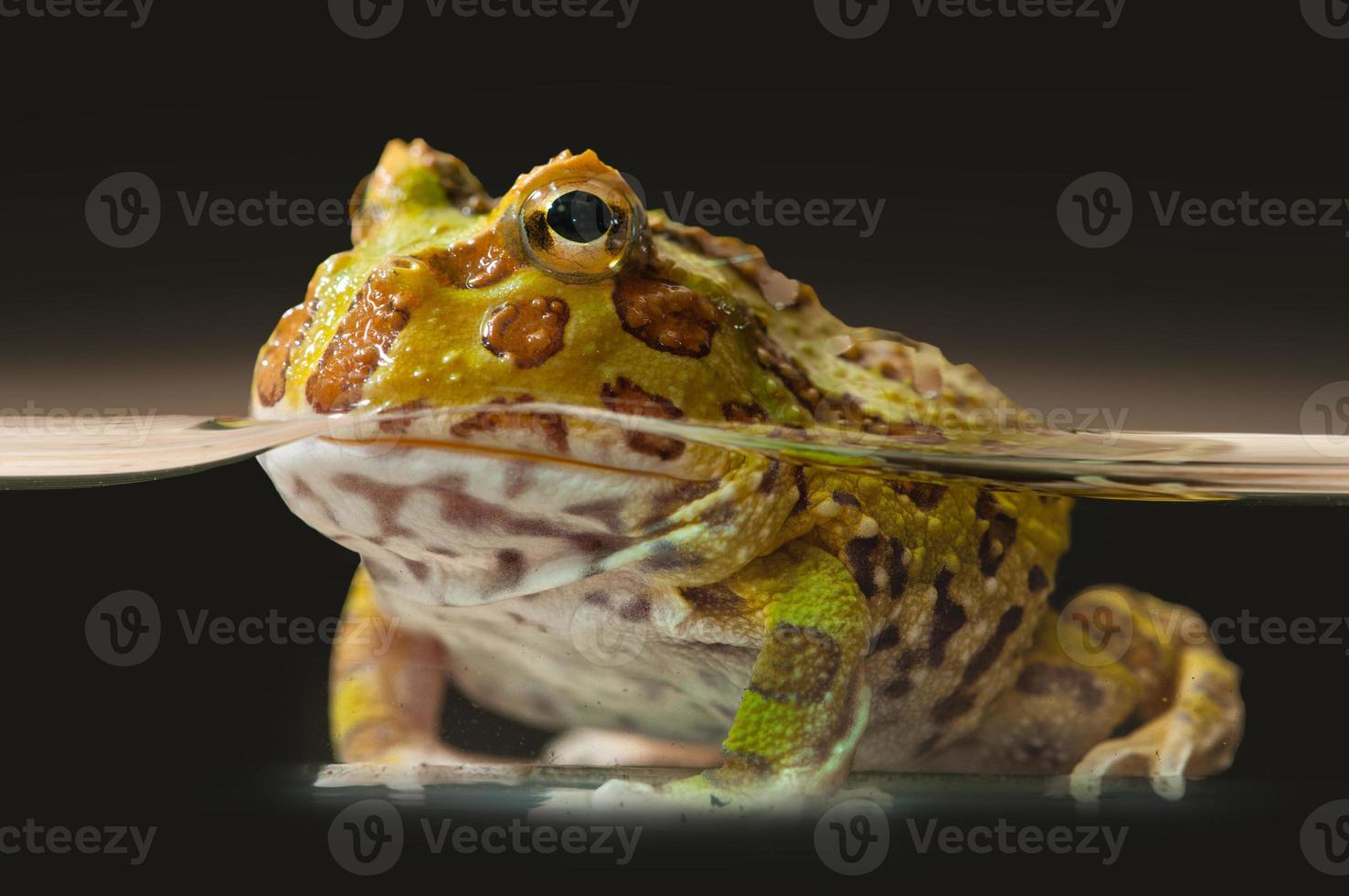 Argentine Horned Frog or Pac-man frog is most common species of Horned Frog, from the grasslands of Argentina, Uruguay and Brazil. photo