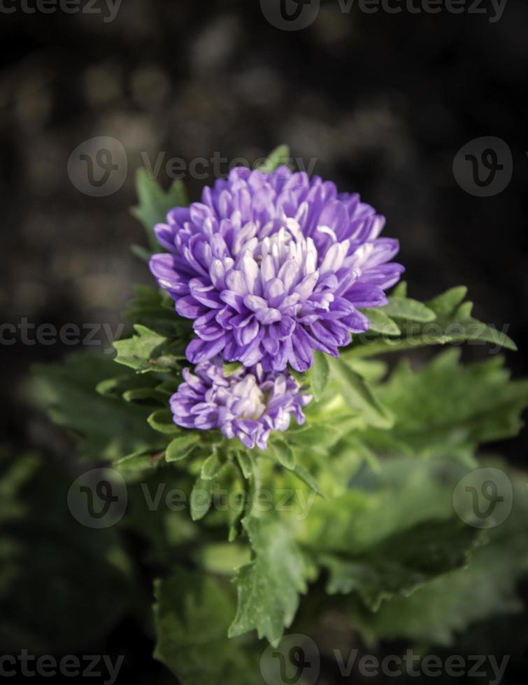 flores en el diseño de tonos oscuros naturales. foto