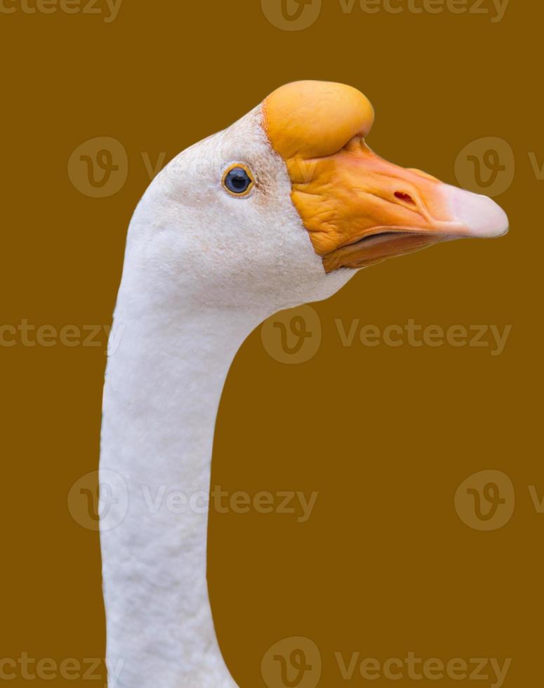 White Duck mouth orange brown background. photo