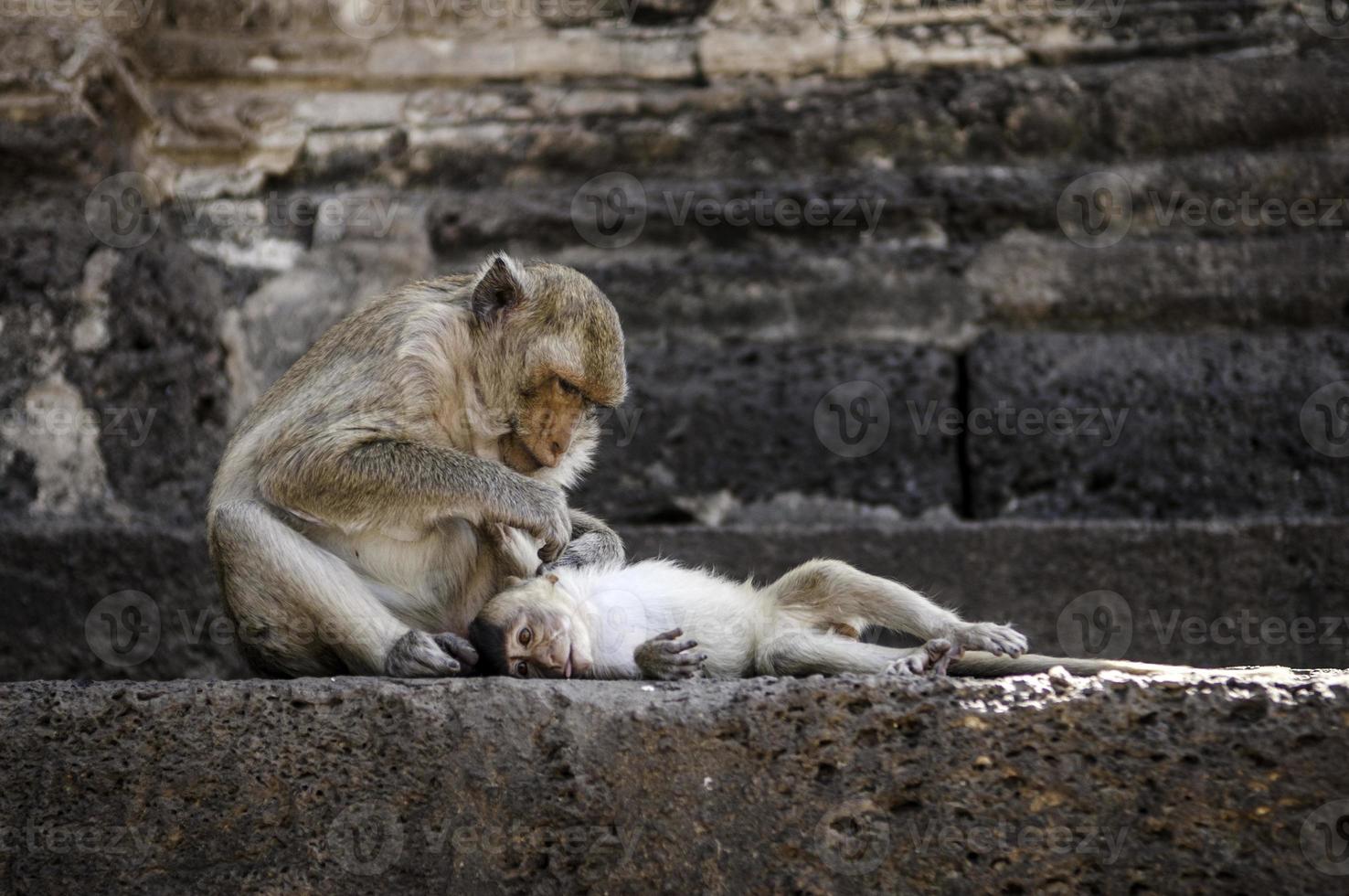 monkey in front of temple in Lopburi photo