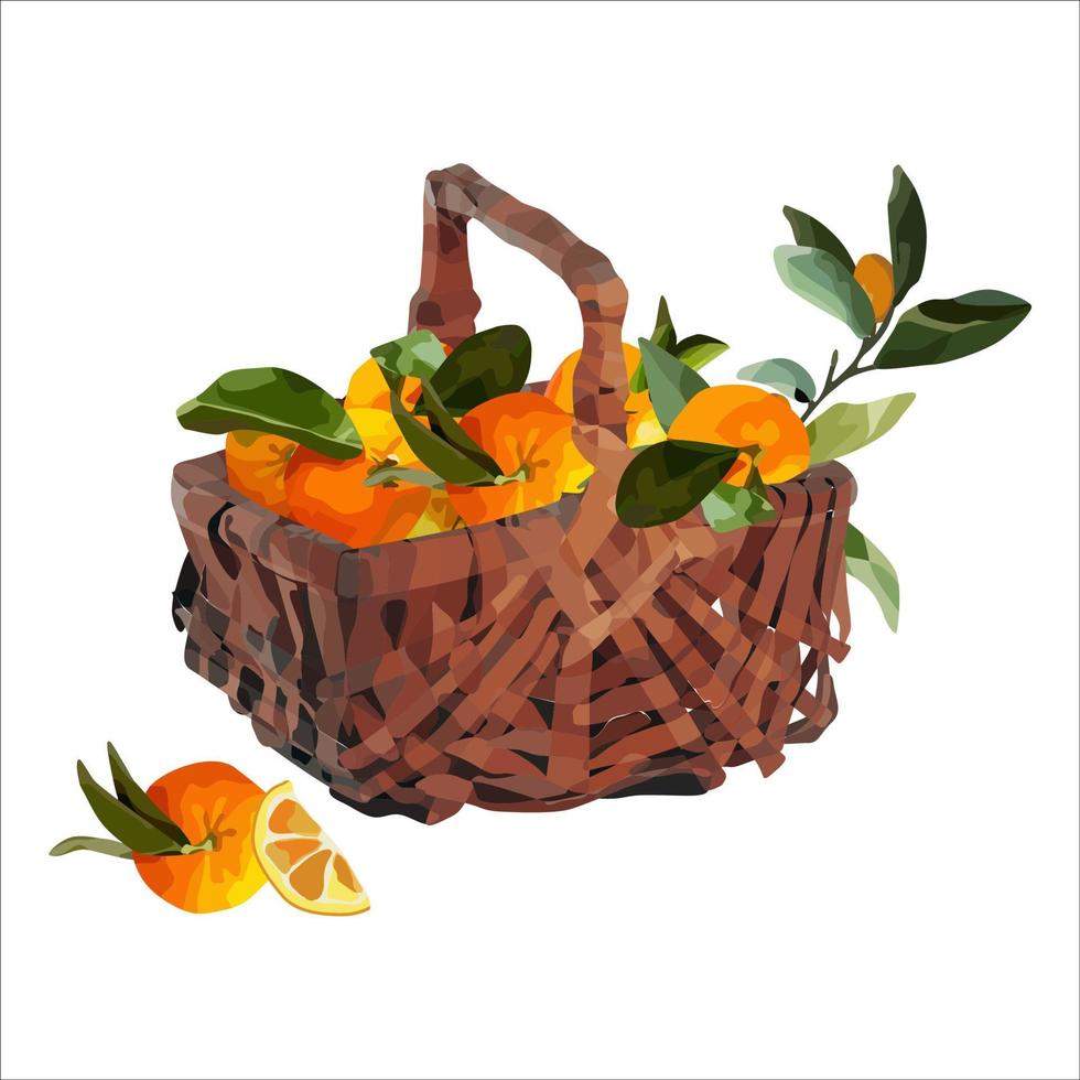Vector basket of ripe oranges. Autumn design of crops, fruits, agriculture