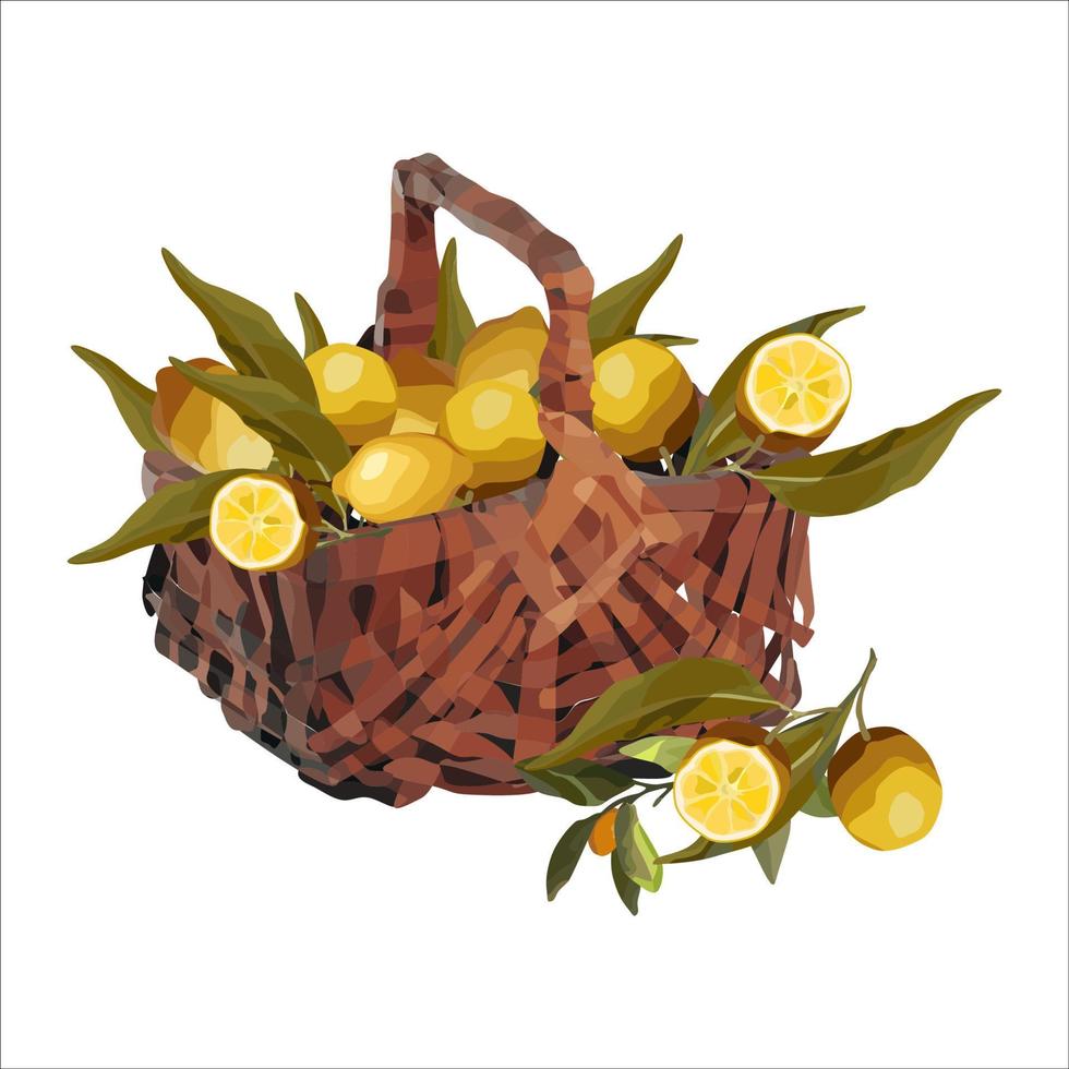 Vector basket of lemons. Autumn design of crops, fruits, agriculture