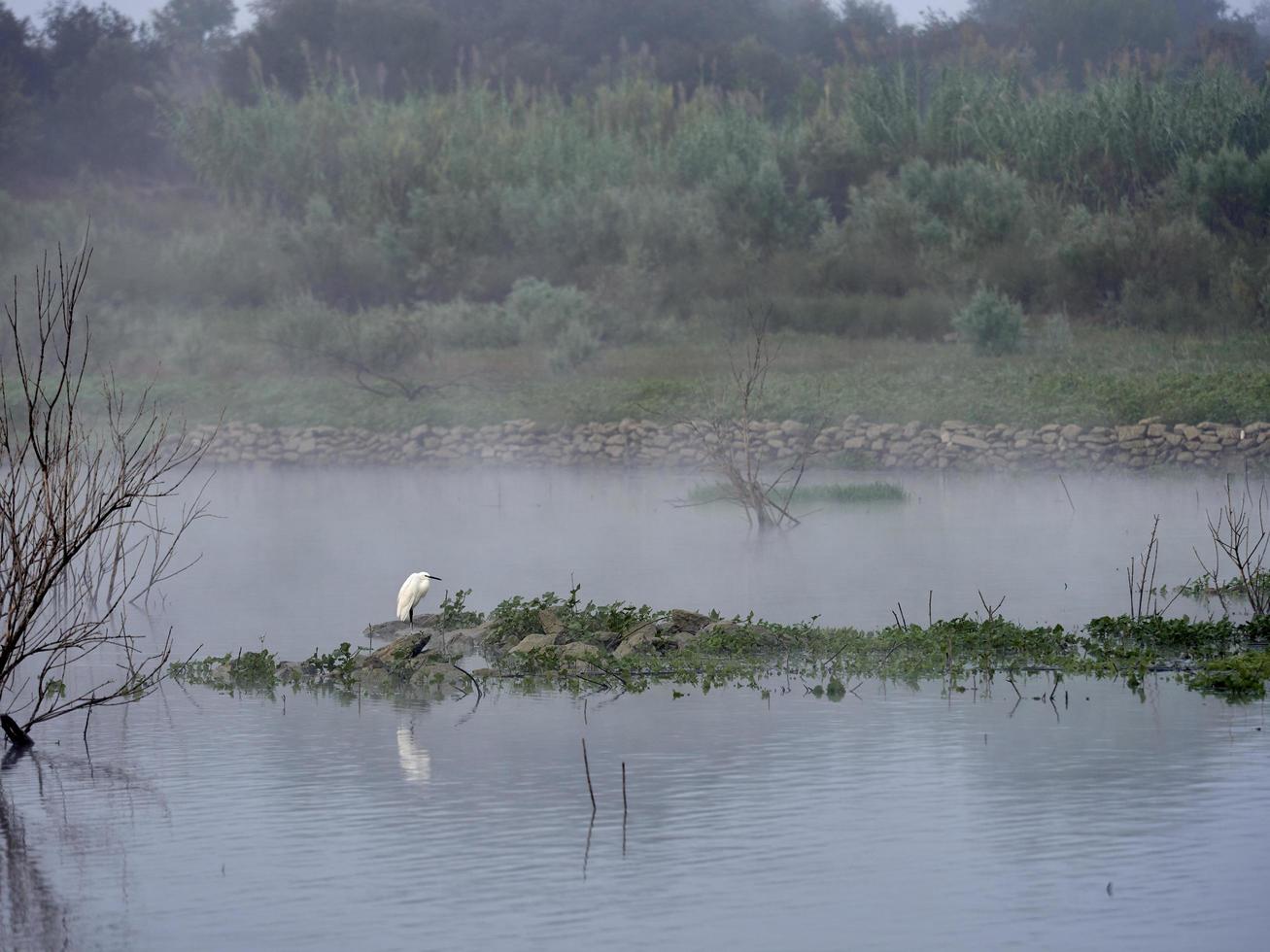 Foggy morning at the reservoir, Bellus, Spain photo