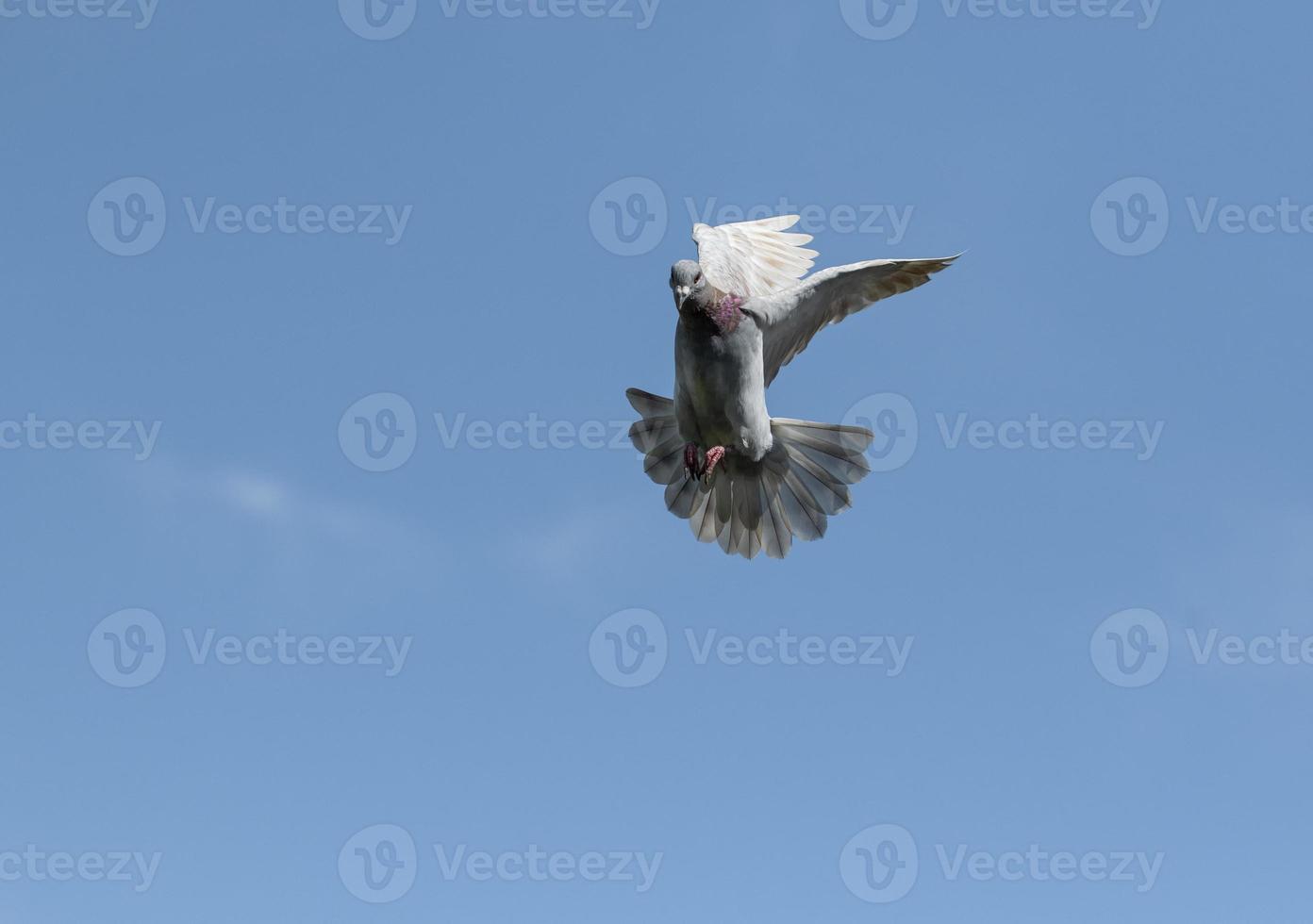 homing pigeon approach for landing to home loft against clear blue sky photo