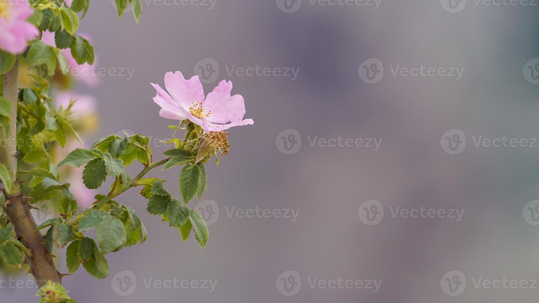 Pink rosehip flowers on shrub branches photo