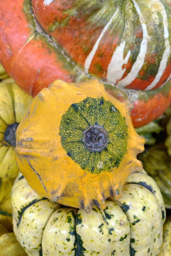 Decorative pumpkins of different sizes close-up photo