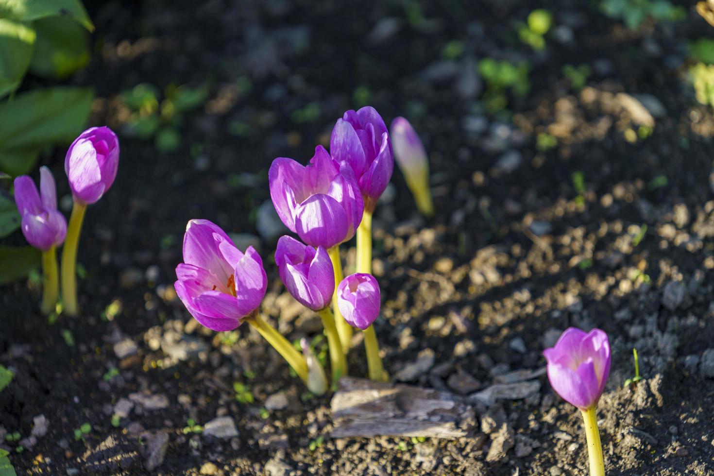 Natural background with purple crocus flowers photo