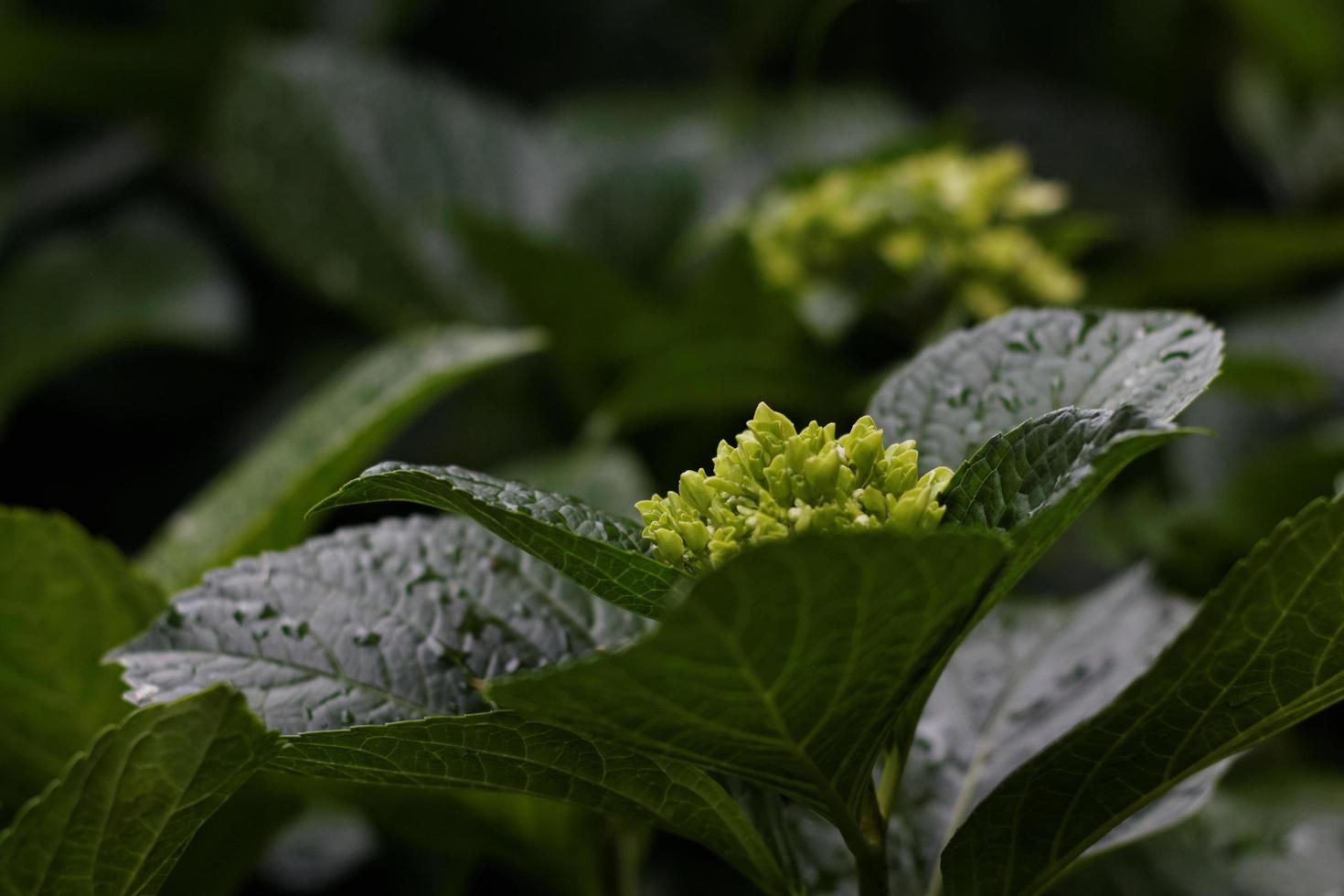 Hydrangea Leaves and Buds photo