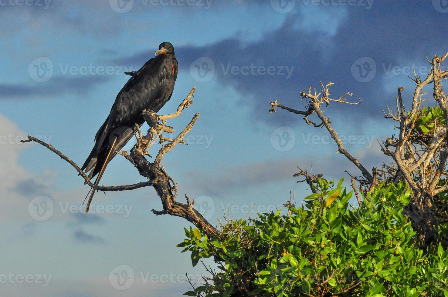 Frigatebird sitting on a branch photo