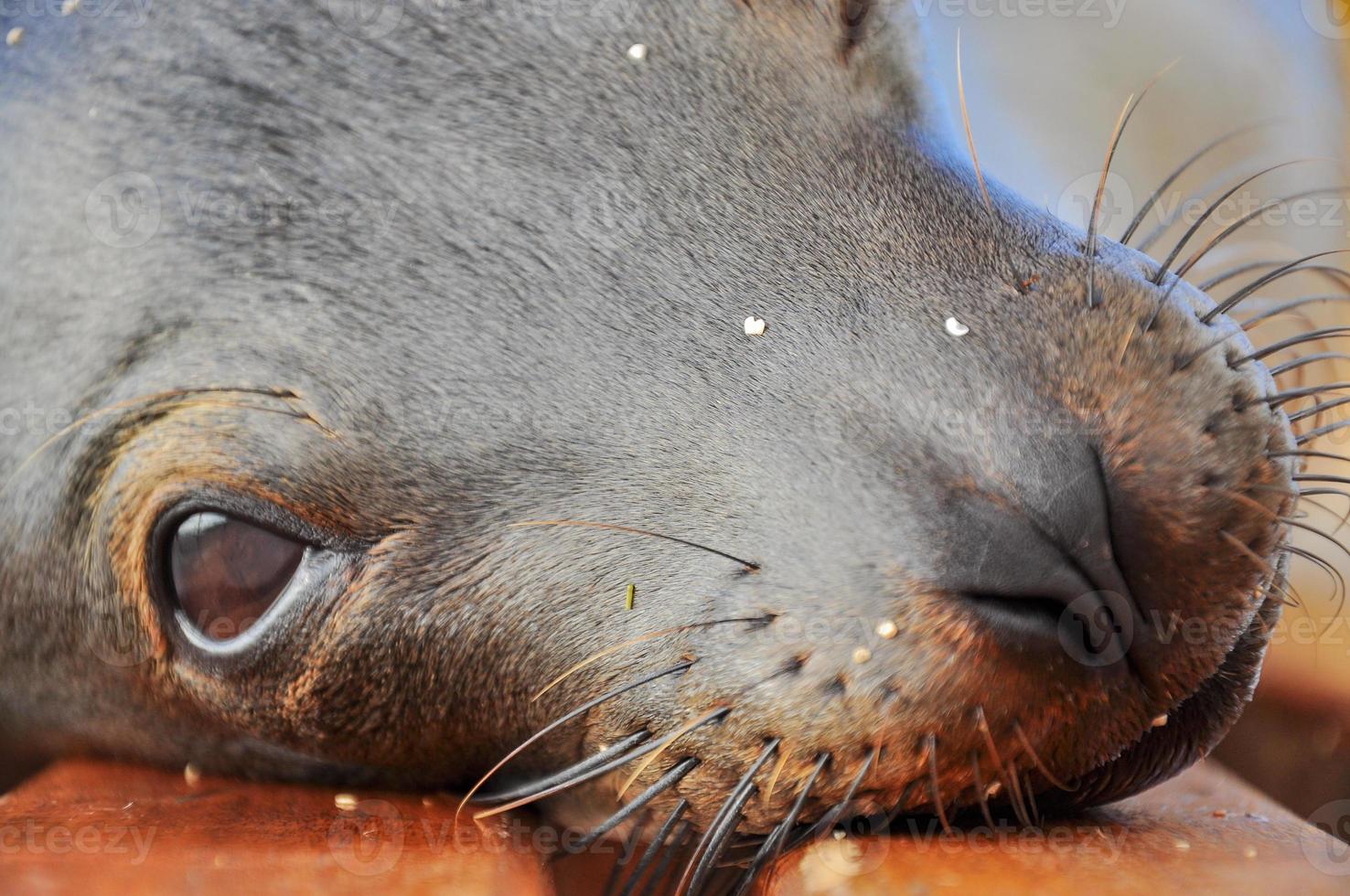 Cerca de la cara de un lindo león marino foto