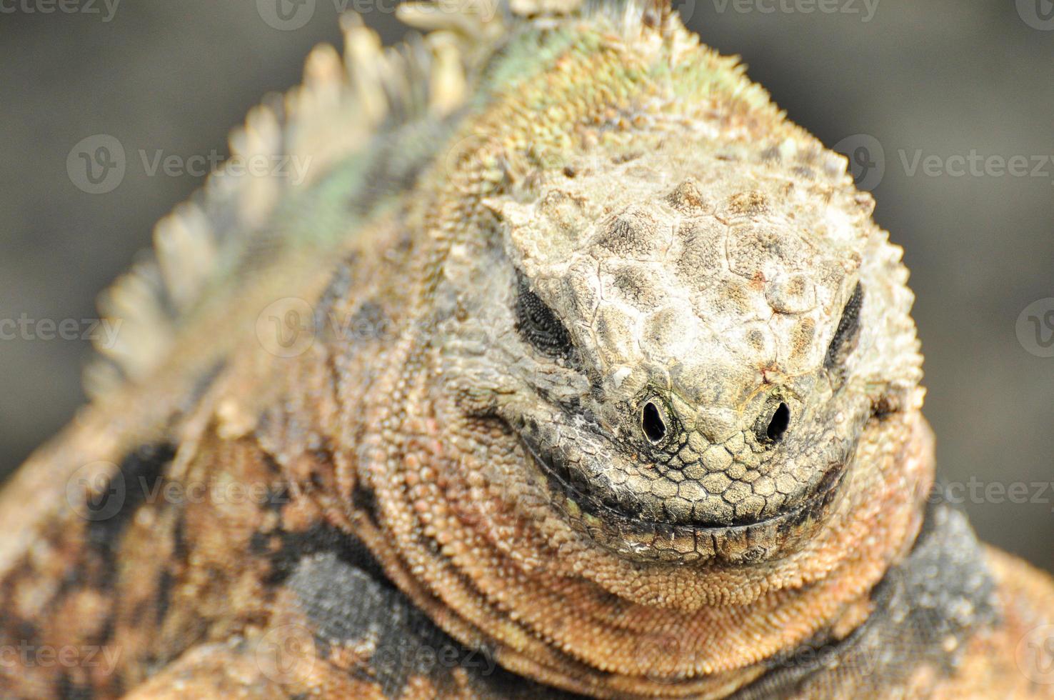 Smiling Iguana, Galapagos, Ecuador photo