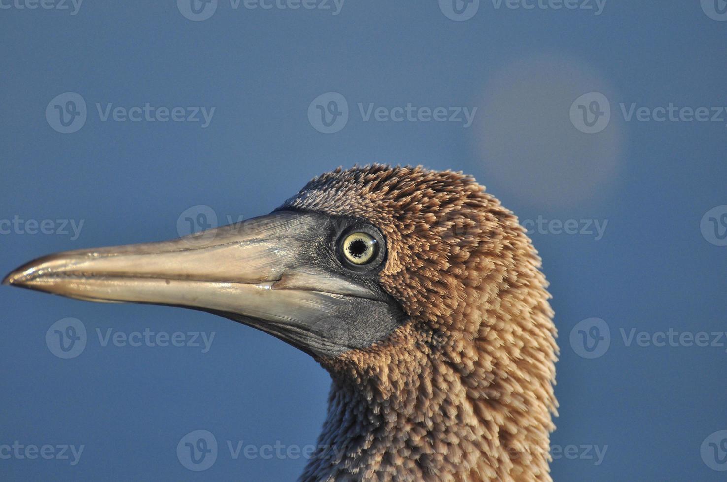 Blue Footed Boobie, Galapagos, Ecuador photo