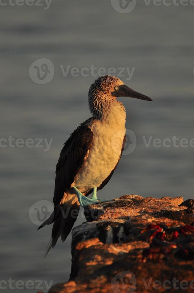 Blue Footed Boobie, Galapagos, Ecuador photo