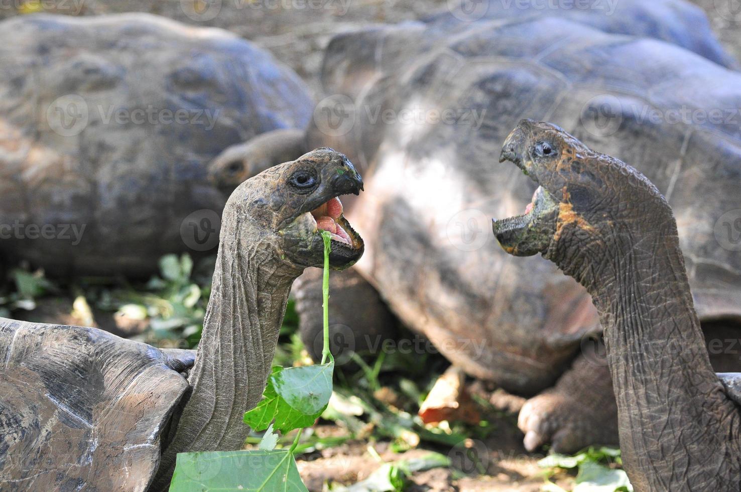 Galapagos Tortoise, Galapagos Islands, Ecuador photo