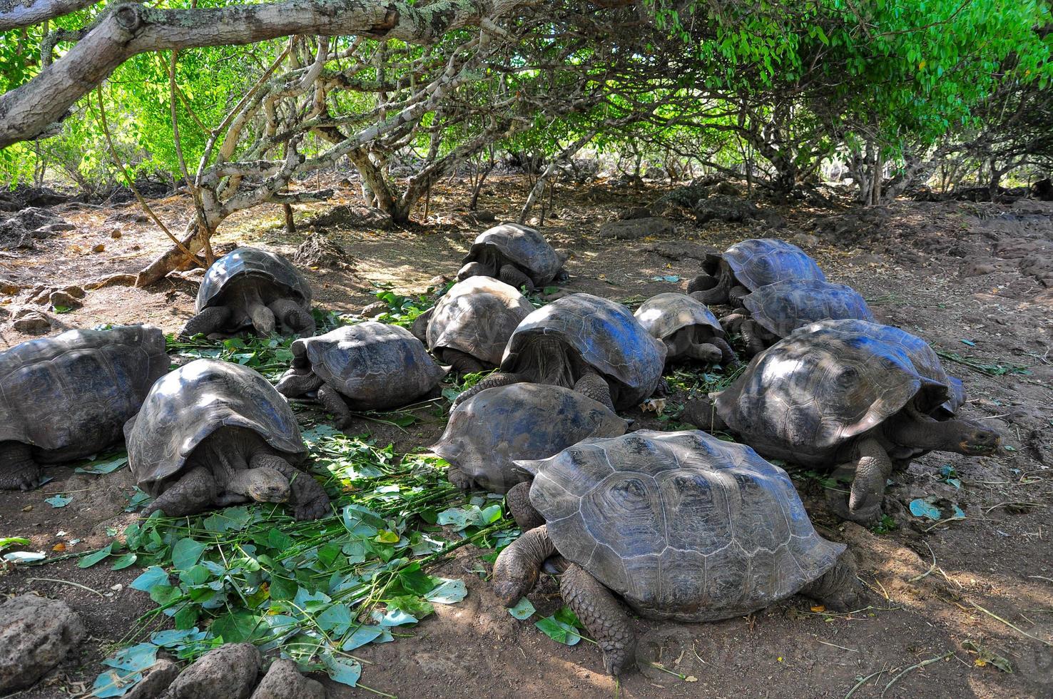 Galapagos Tortoise, Galapagos Islands, Ecuador photo