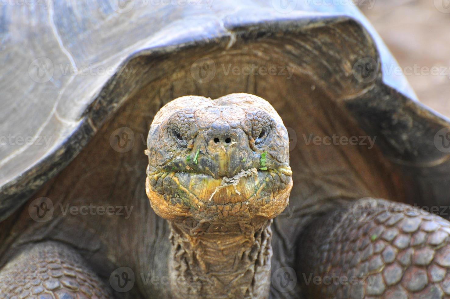 Galapagos Tortoise, Galapagos Islands, Ecuador photo