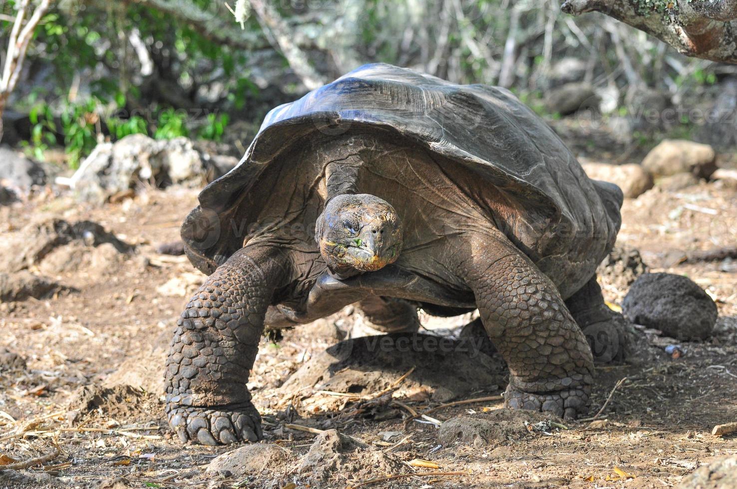 Galapagos Tortoise, Galapagos Islands, Ecuador photo