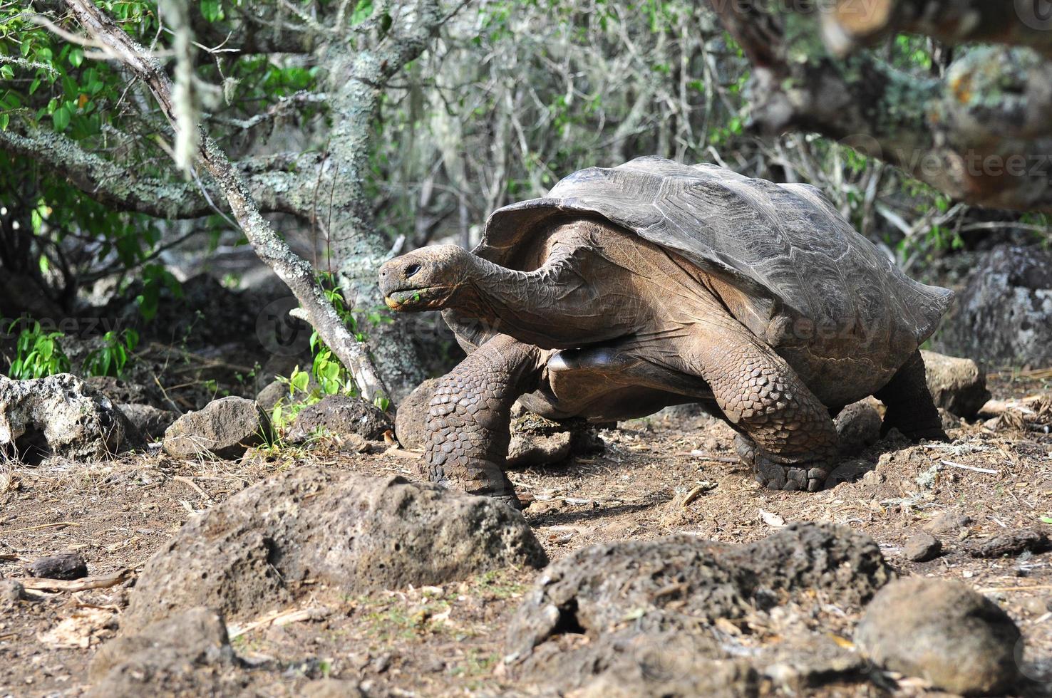 Galapagos Tortoise, Galapagos photo