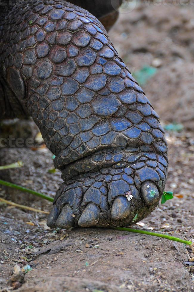 Galapagos Tortoise, Galapagos Islands, Ecuador photo