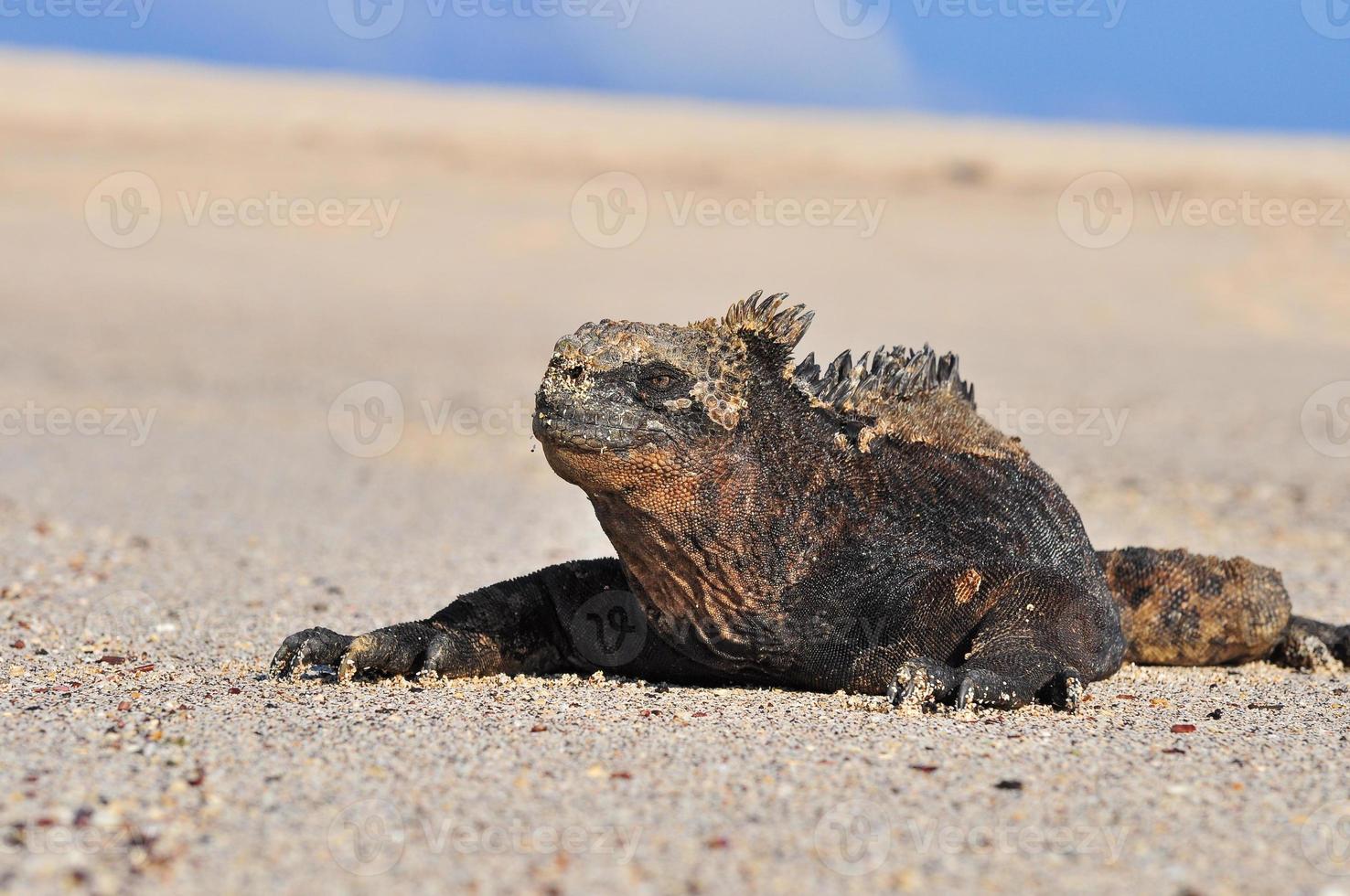 iguana marina galápagos, ecuador foto