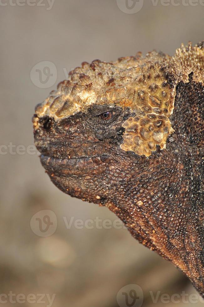 iguana marina galápagos, ecuador foto