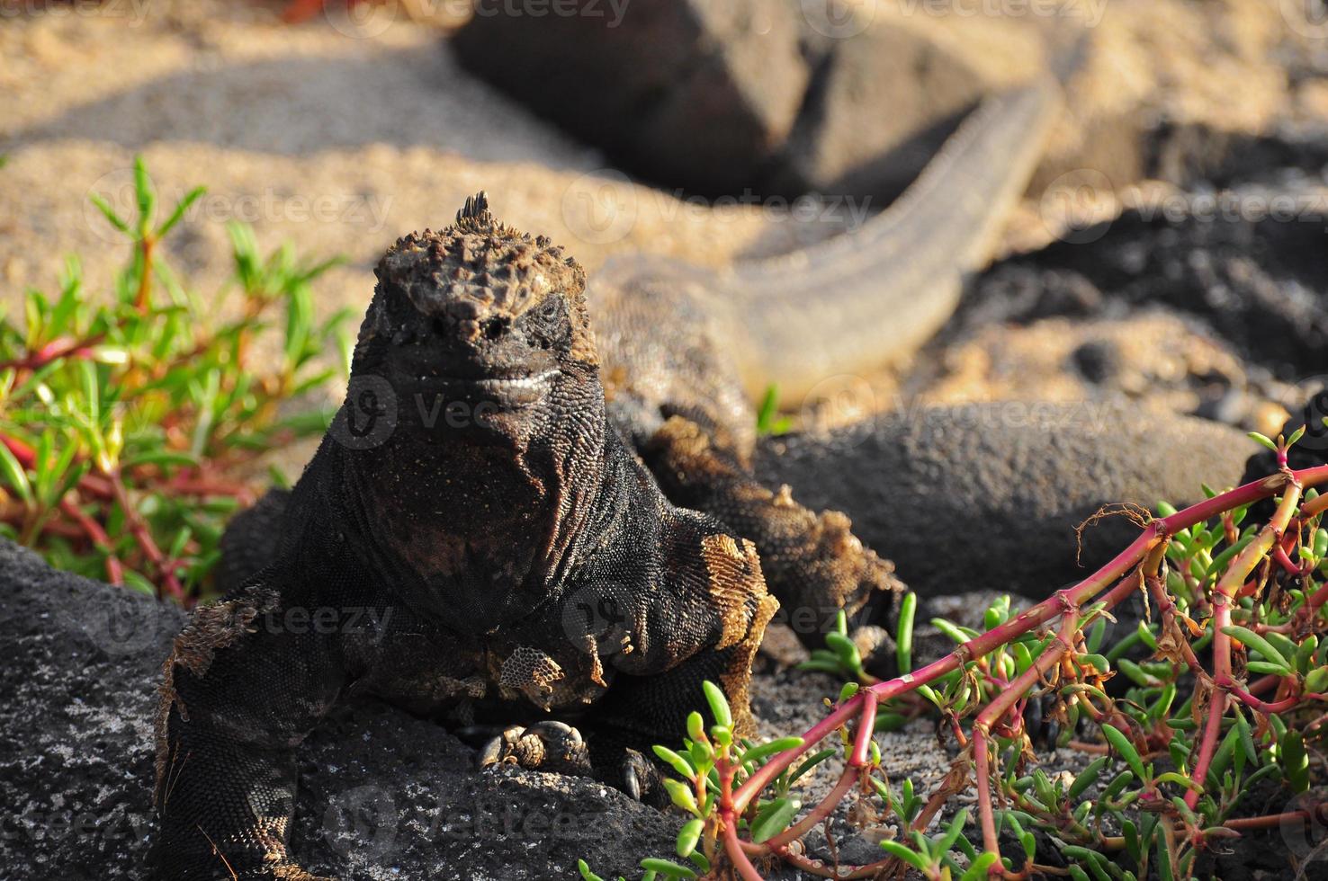 Iguana marina, Galápagos Ecuador foto