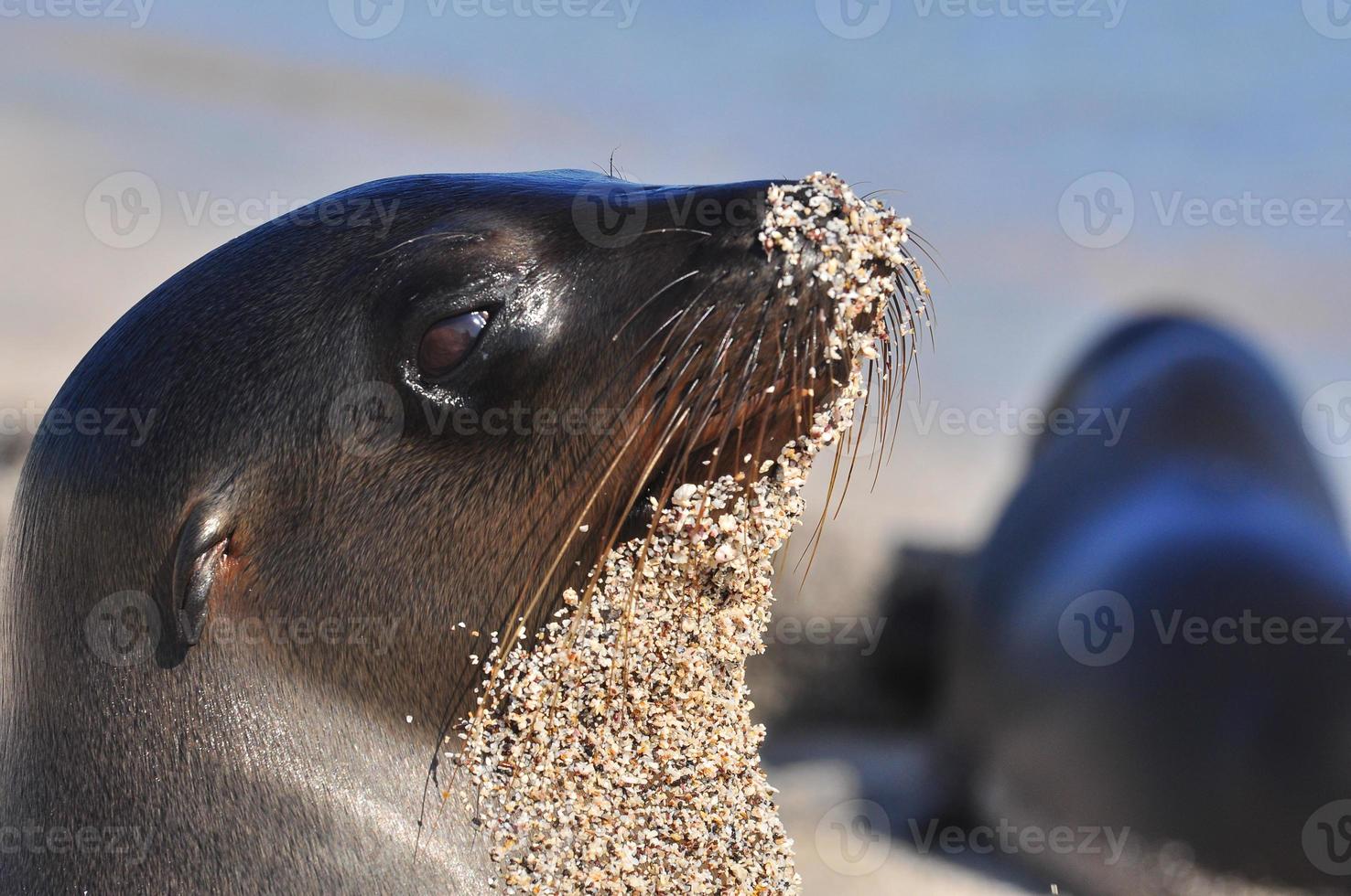 Sealion San Cristobal Island, Galapagos, Ecuador photo