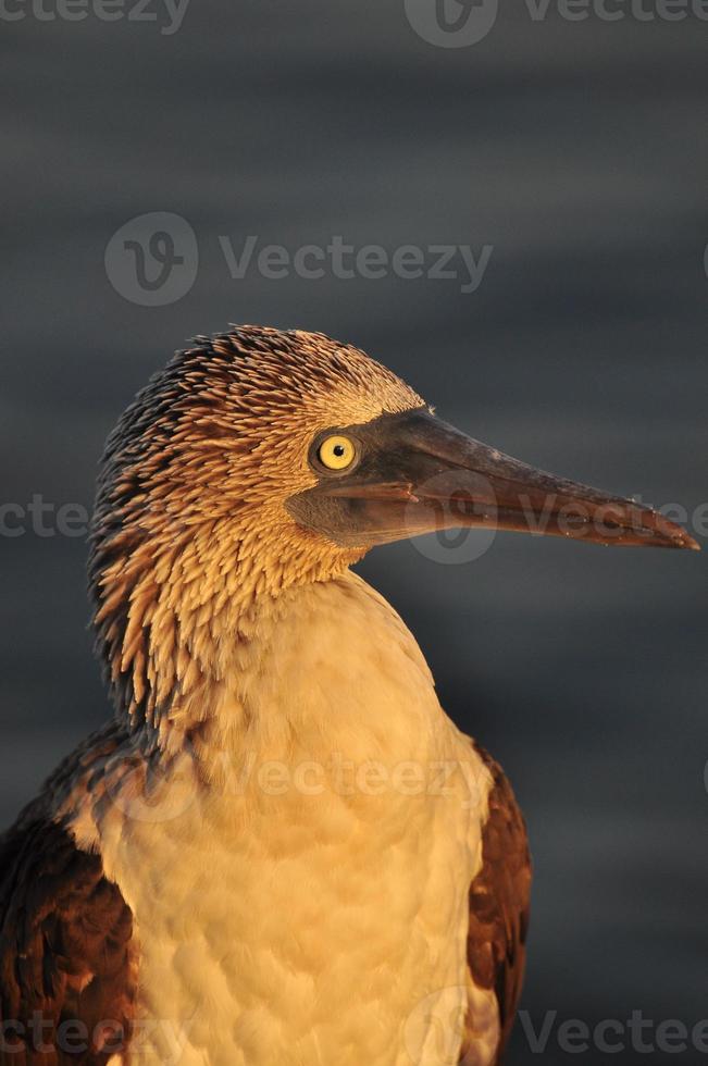 Blue Footed Boobie, Galapagos, Ecuador photo