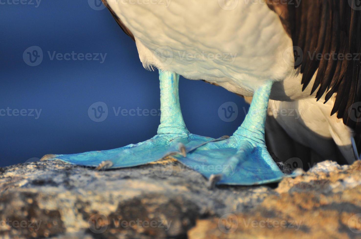 Blue Footed Boobie, Galapagos, Ecuador photo