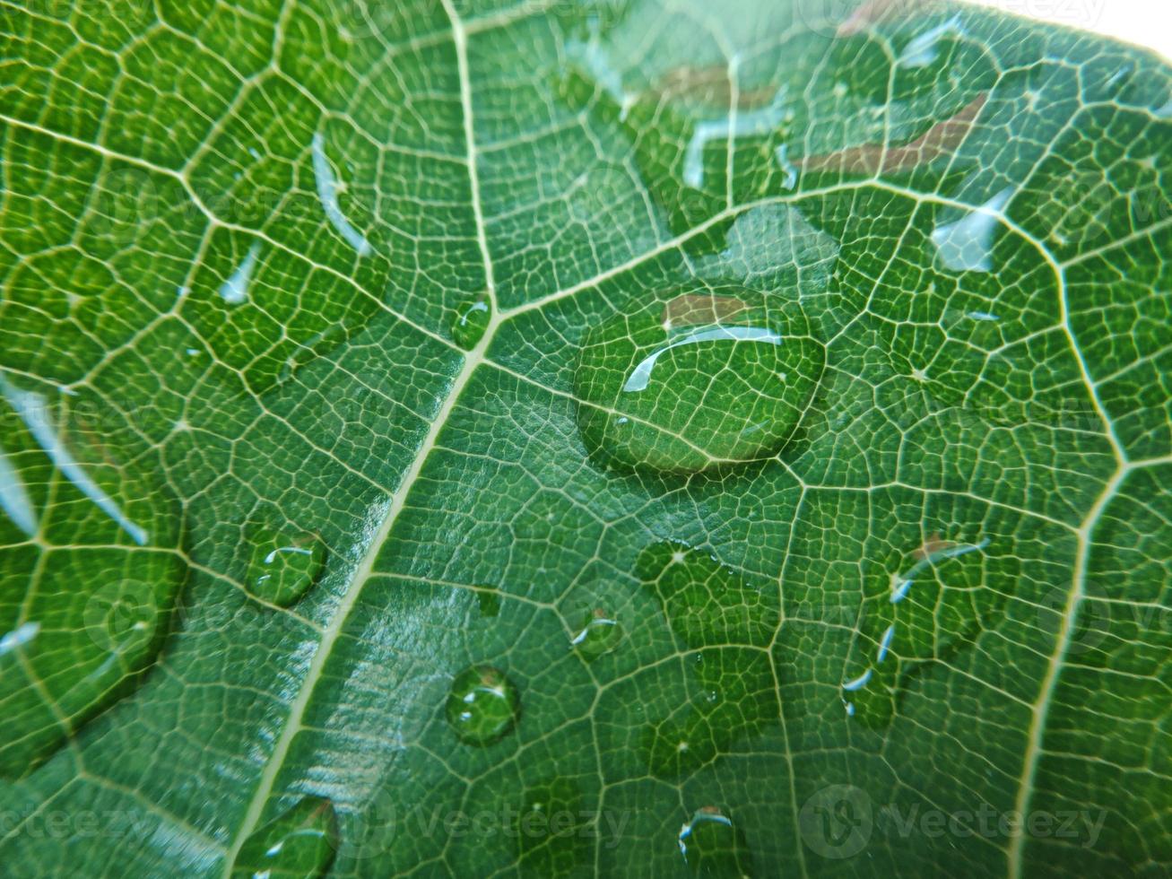 Colorful image of water drop on leaf. Macro photograph. Close up to object. photo