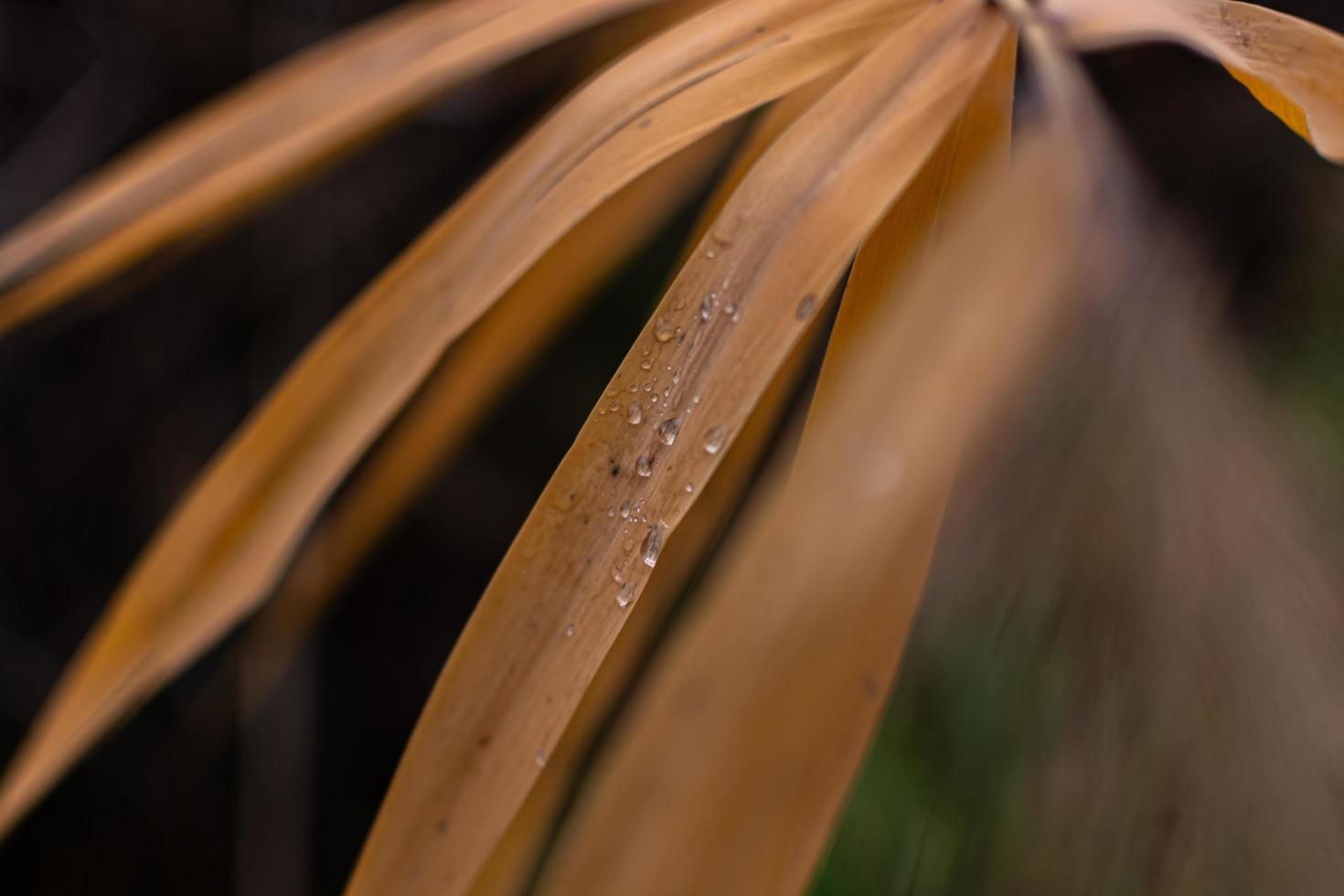 Dry reed leaves photo