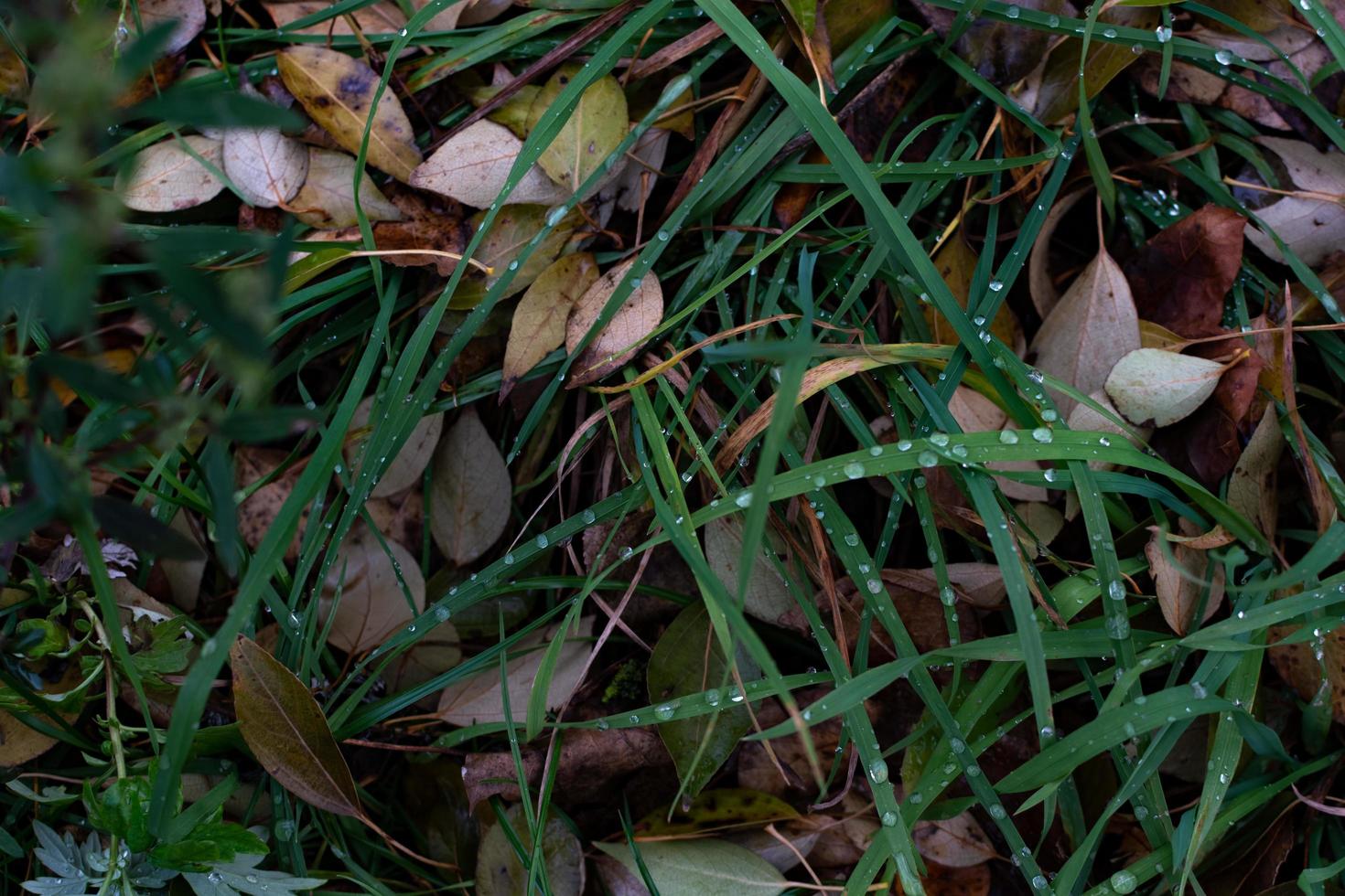 Dew drops in the autumn grass. photo