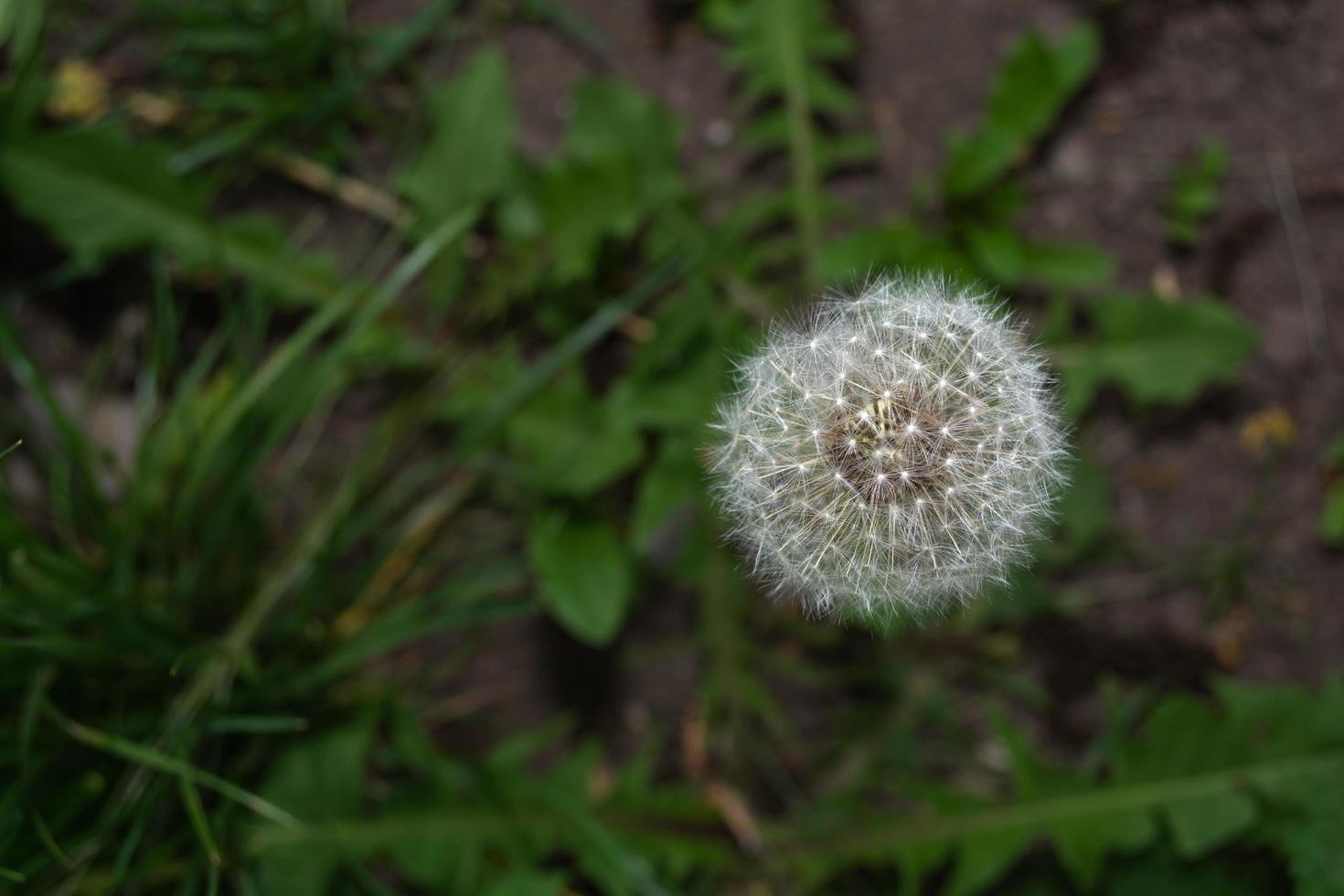 dandelion seeds top view photo