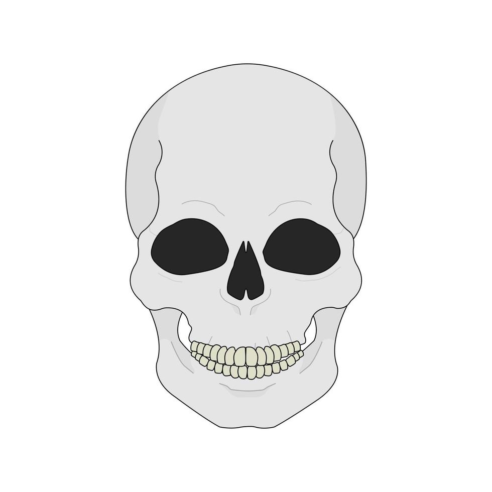 Human skull color illustration. Isolated vector icon